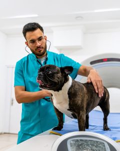 Diplomado en Imagenología Veterinaria de Pequeños Animales